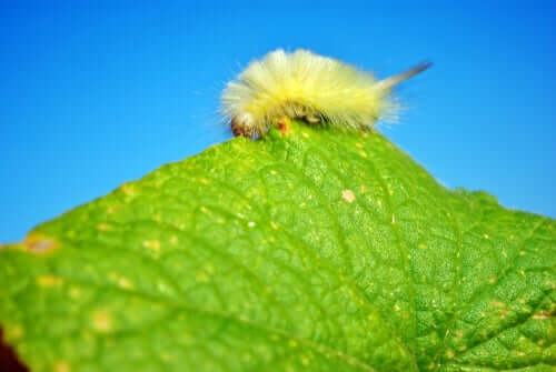 Os insetos mais feios do mundo