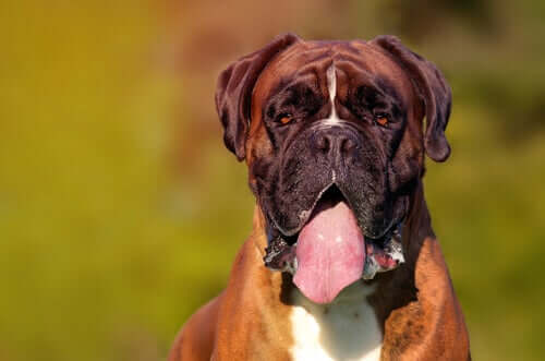 Cachorro babando demais