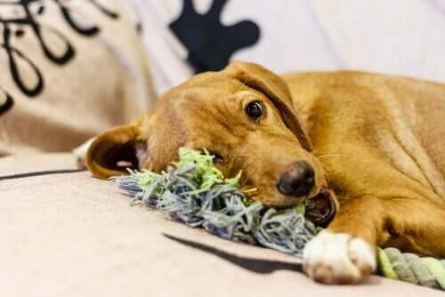 7 passos para fazer brinquedos para o seu animal de estimação