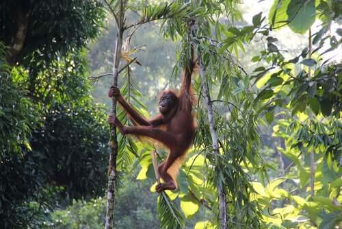 Orangotango em floresta