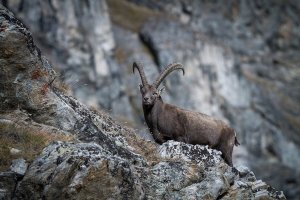 Comportamento e reprodução do íbex