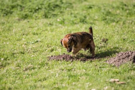 Cachorro cavando buraco em jardim