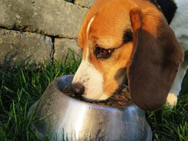 Cachorro comendo ração seca
