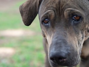 Os cachorros choram como os humanos?