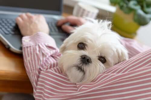 Desvantagens de ir trabalhar com o seu cachorro