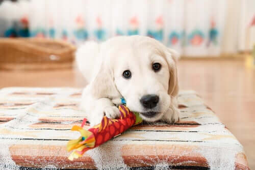 Cachorro brincando com brinquedo
