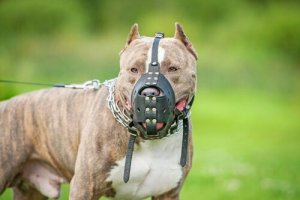 O pitbull é perigoso?