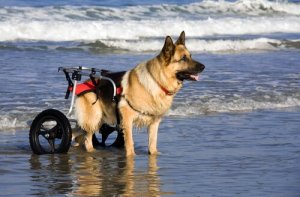 Modelos de cadeira de rodas para cães