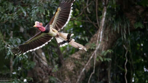 Calau-de-capacete voando