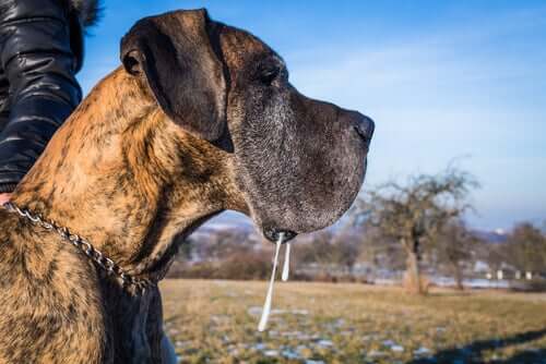 O que fazer quando um cachorro baba muito? - Meus Animais