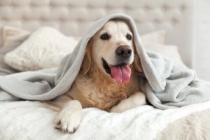 Raças de cães que se adaptam melhor ao frio