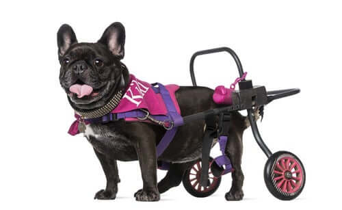 Cadeira de rodas para cães
