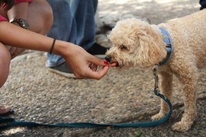 Receitas para cães à base de fígado e alecrim