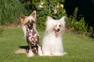 Cão de crista chinês: cuidados, características e curiosidades