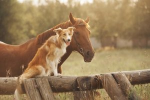 Células-tronco no combate à osteoartrite em cães e cavalos
