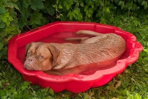 Cachorro na água em dia muito quente