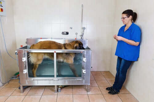 Cachorro em sessão de hidroterapia