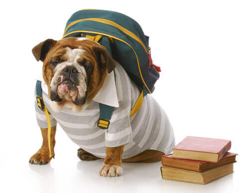 Cachorro com mochila nas costas