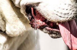 O que fazer quando um cachorro baba muito?