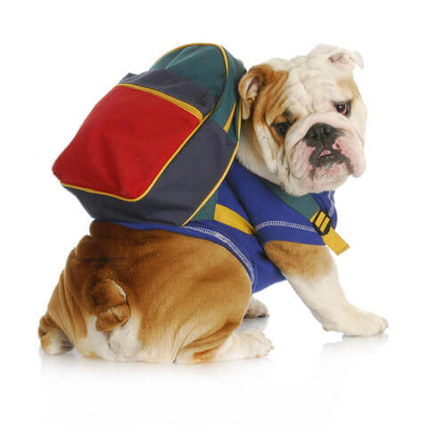 Dicas para escolher a mochila ideal para o seu cachorro