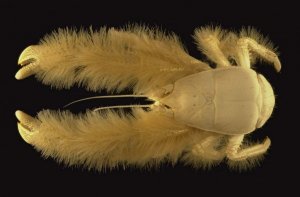 Caranguejo-yeti: costumes e curiosidades