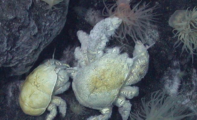 Caranguejo-yeti no fundo do mar