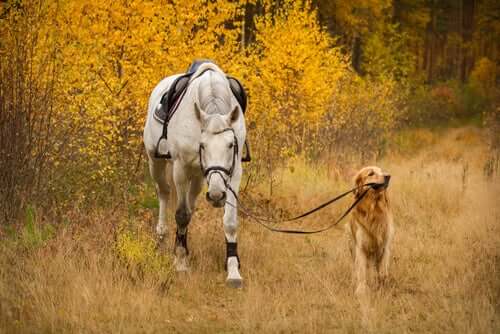 Cachorro e cavalo passeando na natureza