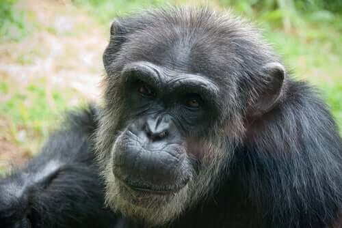 Chimpanzé