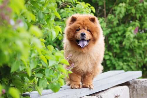 Cães que resistem melhor ao frio: chow chow