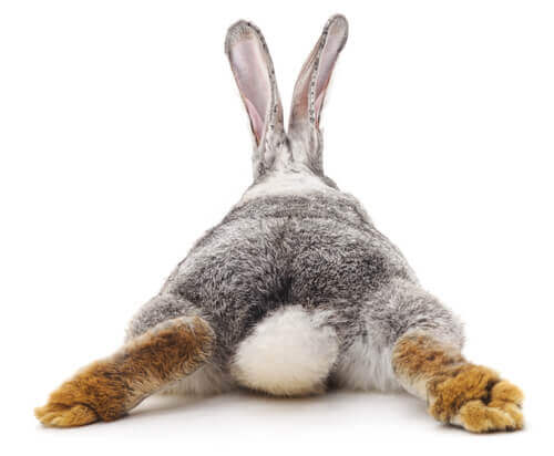 Diarreia em coelhos: o que devemos fazer?