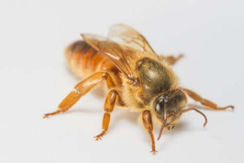 Como uma larva se torna a abelha rainha?