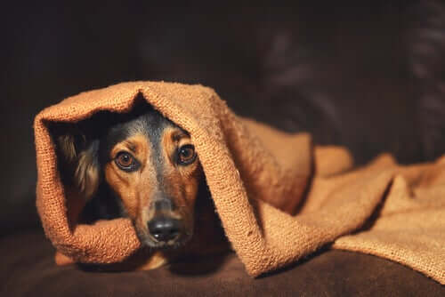 Comportamento compulsivo em animais de estimação