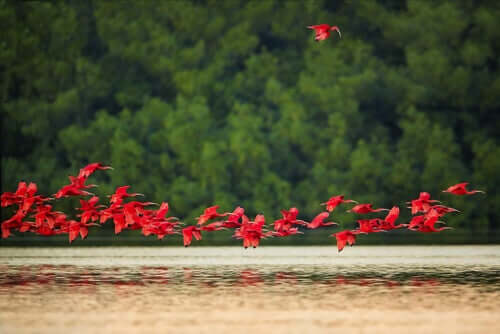 Comportamento e reprodução do guará-vermelho