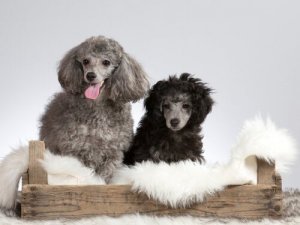 A cor do pelo do cachorro pode indicar doenças