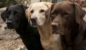 As cores dos labradores