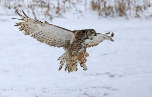 Características da coruja-orelhuda