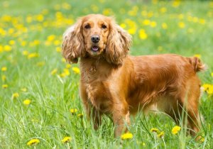Cuidados demandados por cachorros de orelhas longas