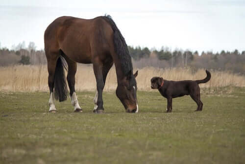 Cachorro e cavalo juntos