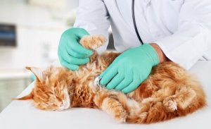 As doenças mais comuns em gatos