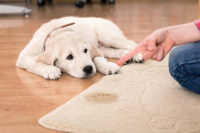 Por que alguns cachorros urinam nas pessoas? - Meus Animais