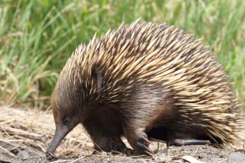 Equidna vista de perto