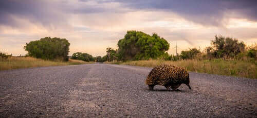Equidna em estrada