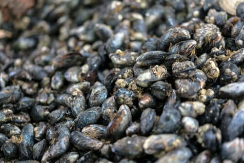 Espécies de mexilhão