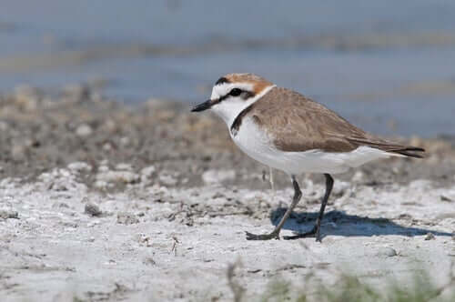 Características físicas do borrelho-de-coleira-interrompida