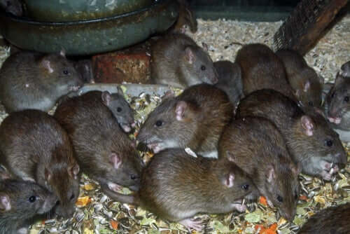 A alimentação dos ratos marrons
