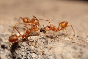 A eussociedade e a reprodução das formigas