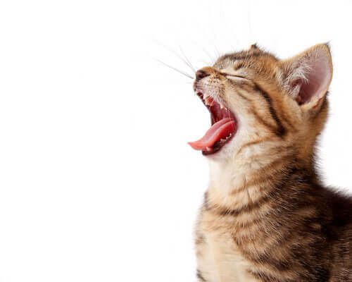 Por que os gatos não rugem como os leões?