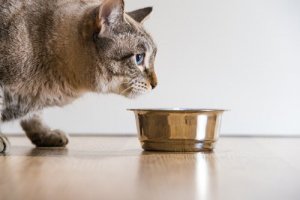 Quanto tempo um gato sobrevive sem comida?