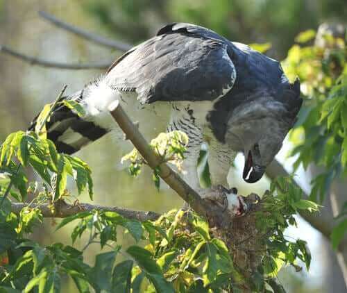 Gavião-real em seu habitat