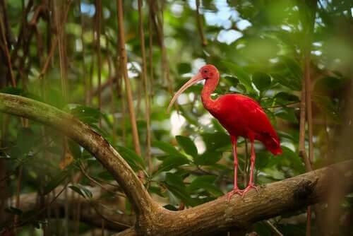 O guará-vermelho e as suas características